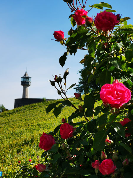 Le vignoble, le terroir